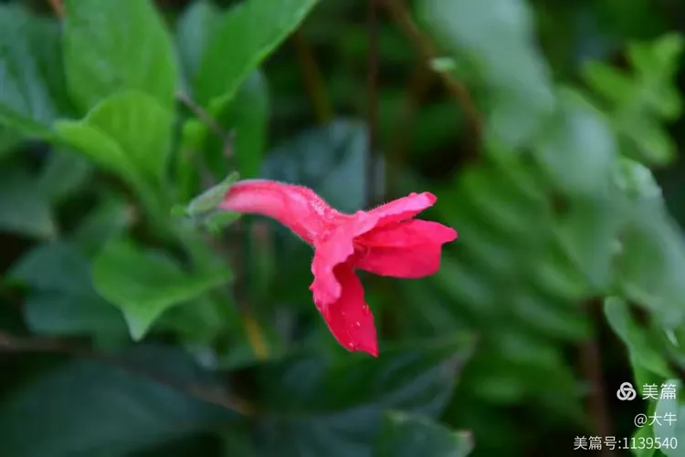 万绿丛中一点红